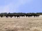 Les gardians conduisent le troupeau (84kb)